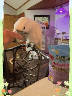 TEA TIME WITH MR.COCO THE COCKATOO | DAD AND MR.COCO HAVING TEA!#2toos #creatorsearchinsights #MentalHealthAwareness #buildingcommunity #dinosour #companionanimal #parrotsoftiktok #fypシ #cockatoolife #fypシ #animalsaferty @Nicky #