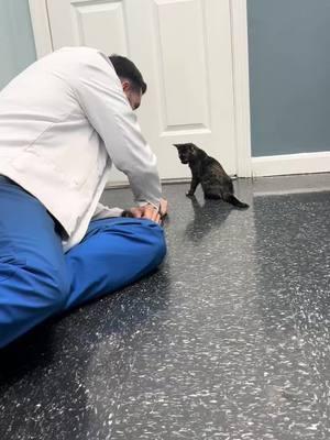 I swear kittens have healing powers! #drtom #veterinarian #fyp #veterinariansoftiktok #VetLife #vetmed #kitten #kittensoftiktok #kindnessmatters #kittens 