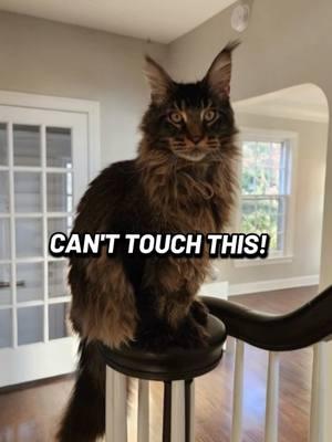 Chris The Coon Cat - Can't Touch This #aianimals #catsof2025 #canttouchthis #modemizerskidsvids 