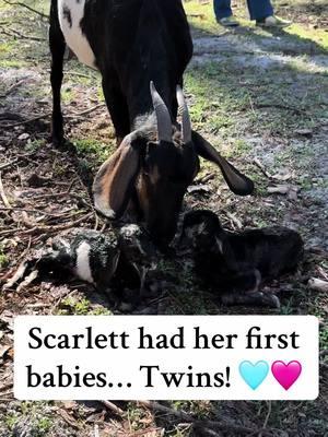 Scarlett had twins! Her very first babies. 🩵🩷 #nubiangoats #babygoats #justborn #farmlife #goatsoftiktok #scarlett #sweetlove 