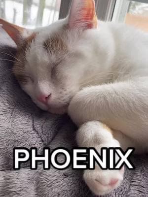 #kittyloveclub #phoenixandarizona # 