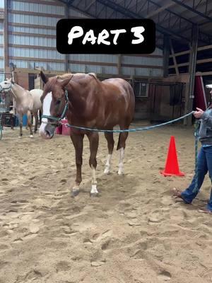 Desensitization: Part 4. It gets worse before it gets better.  @Annie #anuptownboy #horsesoftiktok #horsesontiktok #horses #desensitizing #desensitizationtraining 