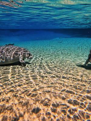 Magic manatee moment #manatee #florida #floridamanatee #floridacheck #floridife #springs #floridasprings #allthingsmermaid #fyp #viral #animals #donttouch 