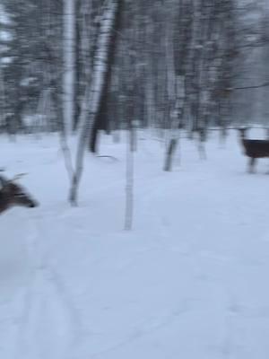 Just a quick video this morning. Too cold to have my phone out for long. ❤️#thewoods #snowday #deerarethebest #winter #whitetail  #handsomebucks #friendsnotfood 