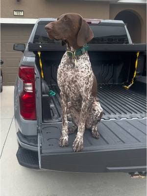 Gsp #pointer #gsp #gspoftheday #bracoaleman #viral #foryou #germanshorthairedpointer #gsphuntingdog #gspuniverse #hunting #pointer #gspsoftiktok #bracoalemandepelocorto #jump 