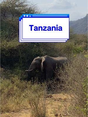 Tanzania was an absolute dream! #underratedtraveldestinations #travelthrowback #creatorsearchinsights #travelagent #traveltiktok #travelvacations #mostviralvideo #africanwilddogs #trackersonsafari #tanzaniavacation #africansafari #serengeti 