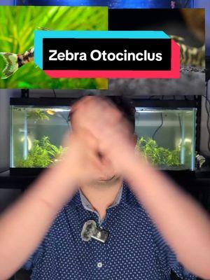 Zebra Otocinclus  #thompsonaquatics #zebraotocinulus #otocincluscatfish #aquariumfish #aquarium 