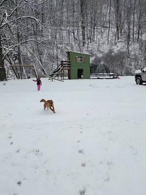 #snowday #snow #wvsnow #puppylife #puppyinsnow #wv #goldenretrieverpuppy #snowstorm  #puppyplaying #cutepuppycheck #kidsinsnow 