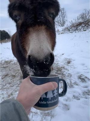 Good morning, it’s donut day! #fyp #henry #boggsfunnyfarm #donkeyoftiktok #fypシ #donkey #goodmorning #donuts 