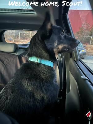 Not me sniffing and finding where my new sister peed in the yard and me marking my territory right on top of it!! 😆 #newdog #germanshepard #germanshepardsoftiktok #scout #kobe #kobeandscout #kobeoftiktok #dogsoftiktok #dogsoftiktokviral #dogmom #awkward #prettygirl #handsomeboy #newpup #sister #americanstaffordshireterrier #amstafflove #becomingabigbrother #welcomehome #rescue #rescuedog #rescuedogsoftiktok 