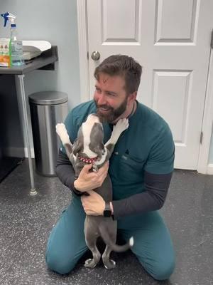 I love this Pibble Pup! #drtom #veterinarian #fyp #veterinariansoftiktok #VetLife #vetmed #kindnessmatters #patienceformypatients #puppy #puppiesoftiktok @Clove Shoes 