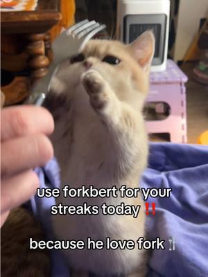 this is scooberts favorite utensil #fyppppppppppppppppppppppp #kitten #catsoftiktok #scoobertdoobert #fypシ゚viral 