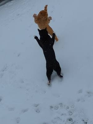 my boys are inside outside cats meaning if they want out then I let them. I honestly thought they wouldn't like the snow but here they are 🤷‍♀️😂 #catsoftiktok #orangecat #tuxedocat #manxcat #snow #outdoorcat #catslovers #catmom #fyp 