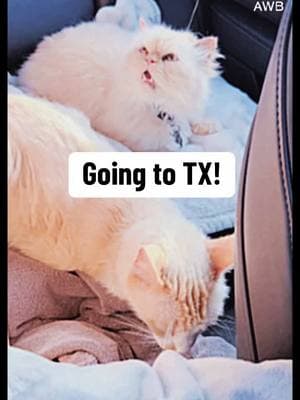 Wiley AND Buford go to Texas!😺😺  #catsoftiktok #cats #catlady #wiley #buford #travel #roadtrippin #INtoTX #Vlog #christmas #family #travelbuddies #fyp 