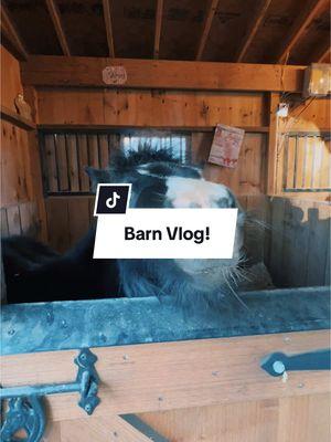 Barn Vlog! #Vlog #barnvlog #farmvlog #horsevlog #fypシ #fypage #minihorse #miniaturehorse #horsetok #pets #animals #horsesontiktok #mybaby #Love #horsegirl #morningroutine #morningcoffee #maxwellfarms