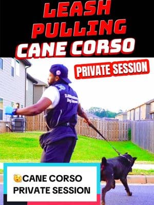 ❗️Popping your dog’s collar over & over will not teach your dog to stop pulling.  ✨You can actually create confusion & build up frustration within your dog.  #canecorso #canecorsopuppy #leashpulling #dogtrainingtips #dogtrainer #georgiadogtrainer #obediencetraining #basicobedience #atlantadogtrainer 