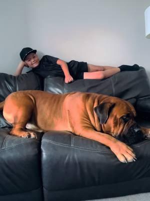 Big doggo . . #boerboel #boerboelsoftiktok #maximusandmorpheus #dogs #dogsoftiktok #dogsofttiktok #protector #dogvideos #dogsoftiktokviral #dogreels #dogcontent #doglover #doglovers #dogtok #bigdogsrule #bigdogsoftiktok #bigdoglove #mastiff #viral #viraldogs #kidsanddogs #kidsanddogsoftiktok #gooddog #wellbehaved #teddybear #protective #postedup #bodyguard #nannydog #bigdog