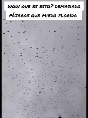 Thousands of what appears to be Buzzards are leaving Florida, why?  1st Witness Video @celialucas207  2nd Witness Video @Jen Clark  #theparanormalchic #buzzard #paranormal #listen #signs #omens #paranormalactivity #wildlife #supernatural #florida #birds #unexplained #fyp 