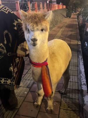 📍🦙⛰️ #fypシ゚viral #fyp #fypシ #fypage #fyppppppppppppppppppppppp #trending #myview #latino #llama #español #😂 