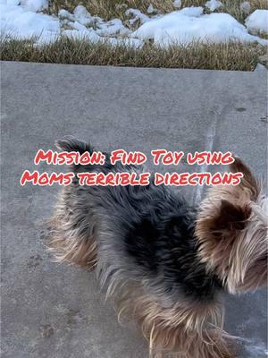 Can Yorkie follow directions to save the toy? #yorkie #fypシ #dogs #funnydog #shellysyorkiesandslots 