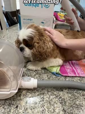 #doggroomingkit #doghaircut #doggroomingvacuum #doglifestyle #kingcharlescavalier #cavylove 