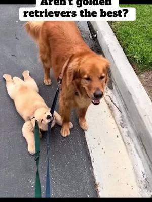 They are the best! #goldenretriever #puppiesoftiktok #goldenretrieverlife #goldenretrieverpuppy #dogsoftiktok #funnymoments #fyp #afentertaiment #viralvideo 