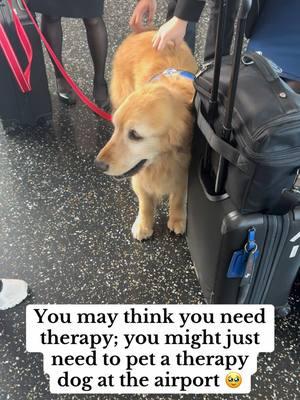 Travel stress? 🛫 Between security lines, check-ins, and delays, it’s a LOT. Thankfully, these furry friends are here to make your day paws-itively better. 🐾 #TherapyDogs #TravelRelief #AirportLife