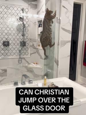 Can Christian jump over the glass door? #viral #video #viralvideo #viraltiktok #viral_video #trending #trend #trendy #Love #tiktokcats #cat #cats #serval #servals #servalsoftiktok #funny #Love #trendingvideo #capcut #animals #catsoftiktok #duet #jump #pet #wow @Barstool Sports 