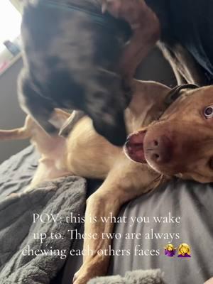 #dog #dogsoftiktok #videos #bestfriend #yougotafriendinme #toystory #viralvideo #foryoupage 