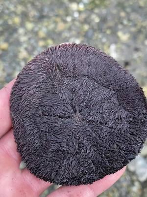 I bet you’ve never seen a live sand dollar before🤔 #sanddollar 