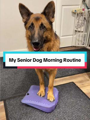 My senior German Shepherd dog’s exercise routine in the morning. I like to take 5 minutes before his breakfast to do some quick exercises to get his joints moving. Movement is key for our senior dogs! #canineexercise #canineenrichement #caninefitness #dogfitness #germanshepherd #seniordog #dogmom #dogmomlife #fyp 