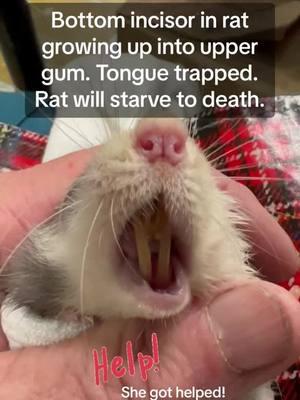 #onthisday #rats #rodent #rodentteeth #dentalissues #smallpets #iloverats #animalrescue #sandiego #fuf #fyp #ouch #helpneeded #vettech #veterinary 