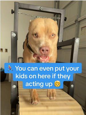 Looking like an athletic track star 🌟 🏃‍♂️  . #dog #dogtreadmill #treadmill #treadmillworkout #kids #baby #pets #workout #equipment #foryou #dogo #newyear #viral #dogs #dogsoftiktok #doglover #dogs #dogsvideo 