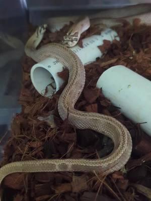 breeding behavior of western hognoses #colubrid #snakebreeder #reptile #hognose 