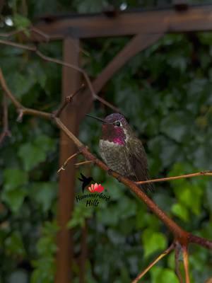 Rain-kissed gem 💎🌧️✨ #hummingbirds #nature #annashummingbird  . Share this video with friends and family to spread the joy of hummingbirds ✨ . . © All rights reserved.  Don’t use without permission.  . . . #birds #naturelover #Outdoors #birdwatching #gardenbirds #featherperfection #instabirds #wildlife #hummingbirdfeeder #backyardbirds #birdsinflight #hummingbird  #hummingbirdsoftiktok #asmr #foryou #vibes #weekendvibes #viral #fyp #foryoupage #reels #birdreels #naturereels #reels__tiktok #viralvideo 