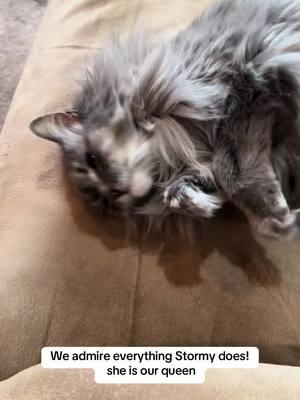 #stormy #merrychristmas #gorgeous #purring #meowcat #mainecooncat #purr #catchristmas #stormi #nebulungcat #purringcat #talkativecats #meowingcats #meowcats #meow #graycats #catbath #norwegianforestcat 