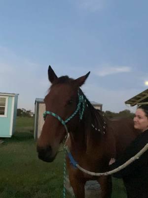 Had this mare for 4 years and still I swear she becomes a little more whole every day 🥹  So grateful and blessed to be able to show her what it’s like to be loved correctly 💙 #rescuehorse #neglectedhorse #ottb #exracehorse #equestrian #relatable #ottbbarrelhorse #horsemassage #horsegrooming #aliandellie🦋 #barrelracer #horseriding #barrelhorse #spoiledhorse #hearthorse #mare 