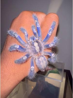 These brightly blue-colored spiders are one of the most sought after tarantulas species in the world! The Gooty Sapphire Ornamental (Poecilotheria metallica) is a critically endangered species in its native range of south-central India due to deforestation. However, many tarantula breeders have successfully bred this species in captivity to the point of there being more species of this tarantula in captivity than in the wild! The Gooty Sapphire Ornamental is an arboreal species, meaning that they live on and inside of trees. The females of this species live an average of about 12 years, while the males only live for about 4 years. The one that I own in the video is a female. Unlike many New World tarantulas, which are tarantulas native to North and South America, the Gooty Sapphire Ornamental doesn’t have the capability to flick urticating hairs. Being an Old World species of tarantula, it instead has potent venom that it uses to subdue its prey with. Tarantulas within this genus, (Poecilotheria), are usually credited with having the most potent venom out of all other tarantulas! Although there has not been a human casualty from the bite of any tarantula species, people who have been envenomated from this particular species have described the venom as being severely painful. Symptoms from their venom include accelerated heart rate, headaches, muscle cramps, and nausea. The Gooty Sapphire Ornamental is an incredibly fast species with lightning-like movements. However, as you can see in the video, they can also display a much slower demeanor. I thoroughly enjoy keeping this species so much!⁣ *Hand drawn stickers added to my store’s website for purchase via link in bio! Please subscribe to my YouTube channel if you haven’t already by clicking the YouTube icon in my bio!* ⁣⁣⁣  #Jesus #God #poecilotheriametallica #entomology #gootysapphire #spiders #pokies #insects #invertebrates #arthropods #mothsofinstagram #bugs #arachnids #arthropods #venom #poecilotheria #metallica #india #venomous #tarantulas #tarantulasofinstagram⁣⁣