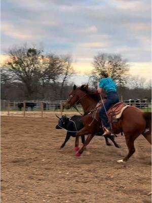 Day 2 on French Fry on the head side! Ran out of videos so threw some day working pics in there 🤷🏼‍♀️#CapCut #fyp #foryou #catiewilson #ranchlifestyle #cowgirlmom #womeninag #ropelikeagirl #teamroper #teamropingbrasil #l4ropingproducts 