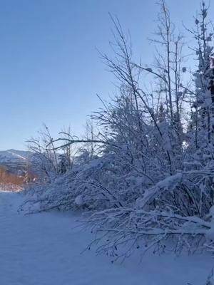 It’s cold (6 degrees F) but it sure is beautiful. #frostytrees #frost #alaskalife #winterinalaska #alaskawinter #fyp #alaska #alaskatok #onthisday 