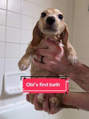 Obi takes his first bath 🥹🐶 He didn’t seem to mind it at first but quickly got chilly & decided he didn’t really like it. Chewie & Luke don’t really like taking baths either. #obi #obiwan #obiwankenobi #doxie #dachshund #firstbath #puppy #puppydog #weeniedog #weenie #doxiesoftiktok #dachshunds #dachshundpuppy #puppybath #minnesota #mn #sota #puppydogs 