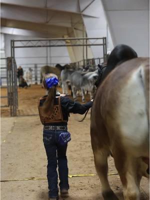 Abigail & Pickup Man! 💪🏼 #TheV6Ranch #thev6ranchfam #brahman #brahmancattle #brahmanbaria #fyp #cows #fypシ゚viral #foryoupageofficiall #cattleshow #ranchlife #farmkids #fyppppppppppppppppppppppp #fypツ 