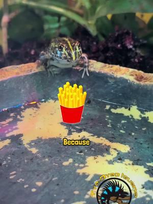 What’s your favorite fast food? 🍟🐸 #frog #frogmeme #joke #pun #cute #pixiefrog #bullfrog #aquarium #bioactive #pet #pets #animal #animalsoftiktok #fy #fyp #silly #funnyanimals 