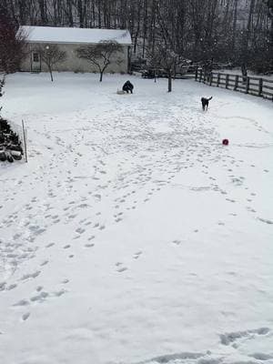 Lots of snow coming!  #pet #petsitting #petsitter #petsittinglife #dog #dogsoftiktok #PetsOfTikTok #fypage #goldenretriever #labrador #retriever #labradorretreiver #chocolatelab #yellowlab 