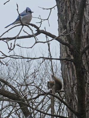 🪵🐿💙🐦My fur babies in a below zero temperature💔😪  #fyp #foryou #foryoupage #viralvideo #tiktoktrend #myparadise #naturevibes #naturelover #healing #cure #sanctuary #relaxing #animalspets #squirrels #birds #bluejays #kingdom #castle   #winter #trees #rain #storms #snow #explore #اكسبلور #planet #earth #universe #peace #usa🇺🇸 #lebanon🇱🇧 #لبنان🇱🇧 #Beirut🇱🇧 #بيروت🇱🇧 #Gaza🇵🇸 #Palestine🇵🇸 #Love #world🌏 