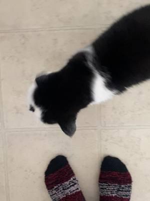 Someone wants her bacon! #fyp #foryou #foryoupage #eow #kitty #excited #famous #friends #cat #catsoftiktok #meows #tuxedocat #dad #bacon 