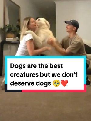 Dogs happily reunited with their beloved owners 😍 || Dogs are the best creatures but we don't deserve 🥺 #dog #dogsoftiktok #doglover #dogtok #doggo #dogs #reunion #reunited #owner #emotional #crying #heartwarming #wholesome #fyp #foryoupage 