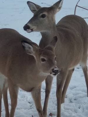 🦌🦌🪵🦌🦌Memories we carry with us forever🦌🤎🦌🪵 #onthisday #fyp #foryou #foryoupage #viralvideo #tiktoktrend #myparadise #naturevibes #naturelover #healing #cure #sanctuary #relaxing #animalspets #deer #kingdom #castle   #winter #trees #rain #storms #snow #explore #اكسبلور #planet #earth #universe #peace #usa🇺🇸 #lebanon🇱🇧 #لبنان🇱🇧 #Beirut🇱🇧 #بيروت🇱🇧 #Gaza🇵🇸 #Palestine🇵🇸 #Love #world🌏 