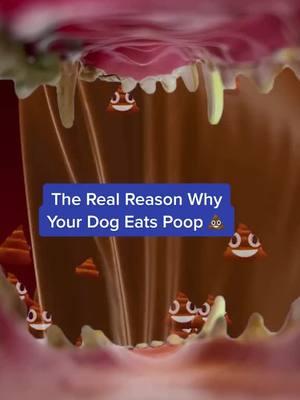 Watch until the end to find out how you can help! 👀 #dogtips #doghacks #dogs #dogfacts