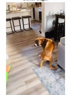 funny boxer dogs for your feed! 🤣🐾❤️ #boxersoftiktok #boxerdogs #PetsOfTikTok #boxerdog #dogsoftiktok #boxerdogsoftiktok #puppiesoftiktok #boxers #funnydog #boxerpuppy #guiltydog #dogvideos #creatorsearchinsights 